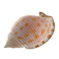shell_1.png Learn about our expert local team at Sicily with Love Transfer and Tour.