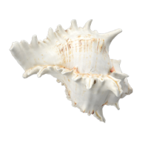 shell_2.png Learn about our expert local team at Sicily with Love Transfer and Tour.